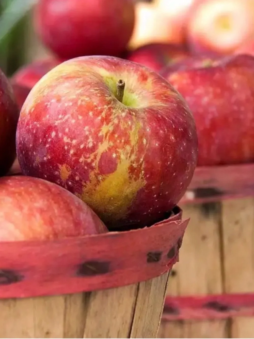 Handmade apple harvest